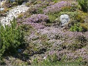Tatr flora