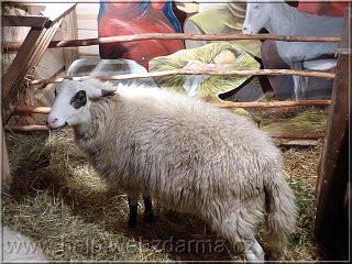 ovecka