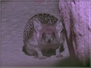 jez