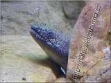 bichir