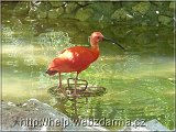 ibis