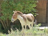 kiang