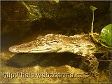 krokodil