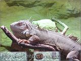 leguan