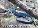 varan mo