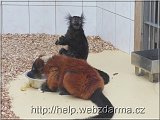 lemuri