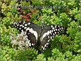 motyl