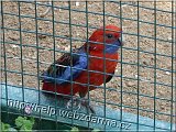 rozela