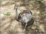 nandu