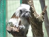 tamarin