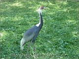 zeriav
