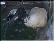 ibis a