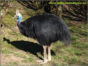 kazuar