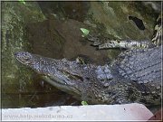 krokodil