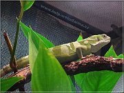 leguan