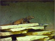 leguanik