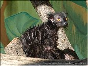 lemur t
