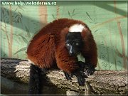 lemur