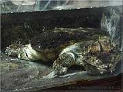 matamata