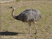 nandu