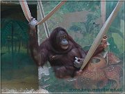 orangutan