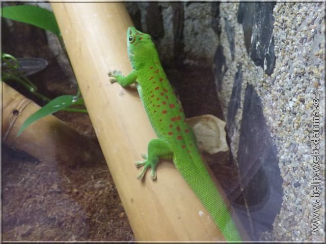 felzuma