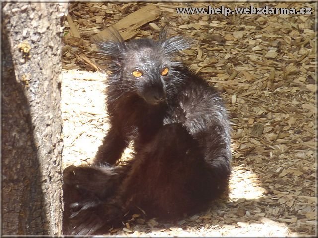 lemur