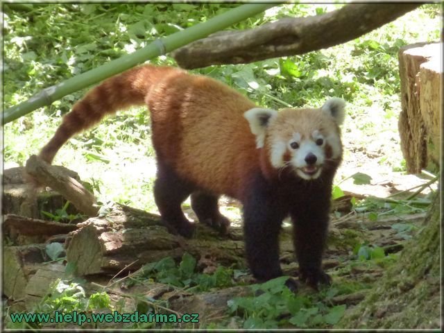 panda