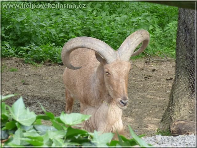 paovca