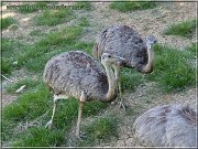 nandu