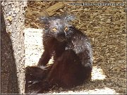 lemur