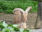 paovca