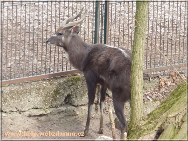 sitatunga