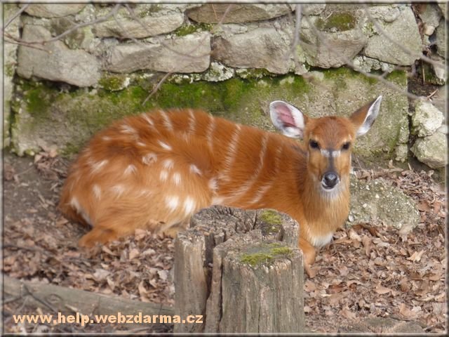 sitatunga