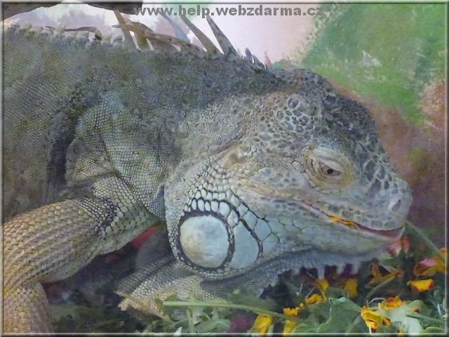 leguan