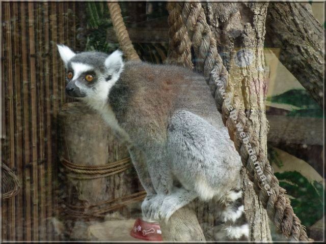 lemur
