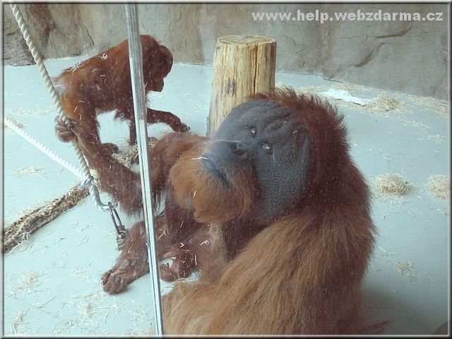 orangutan