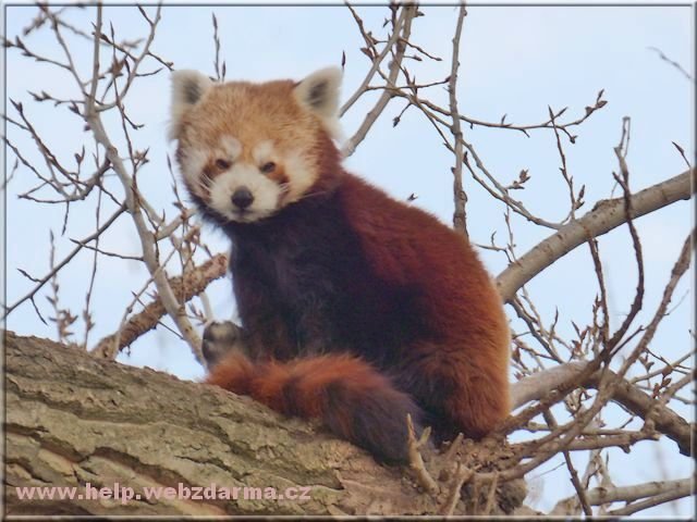 panda