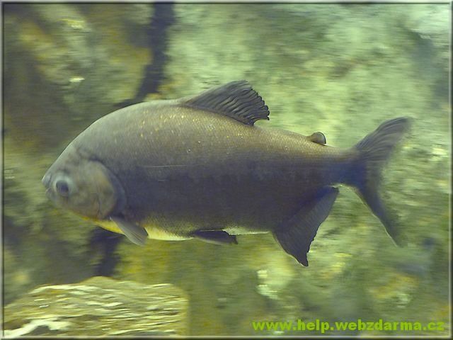 pirana