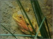 agama
