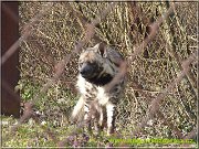 hyena