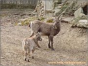 kozorozci