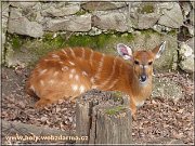 sitatunga