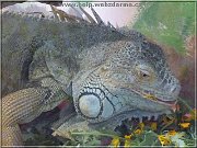 leguan