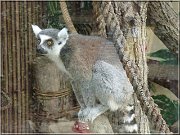 lemur