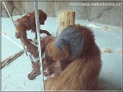 orangutan