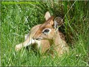 dikdik