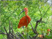 ibis