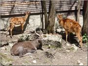 sitatunga