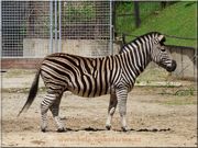 zebra